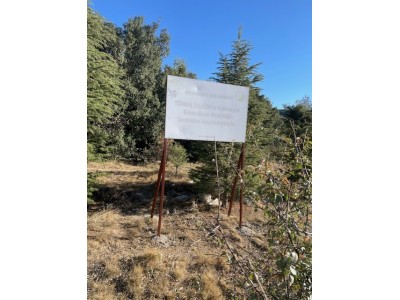 Resim ve Fotoğraflar